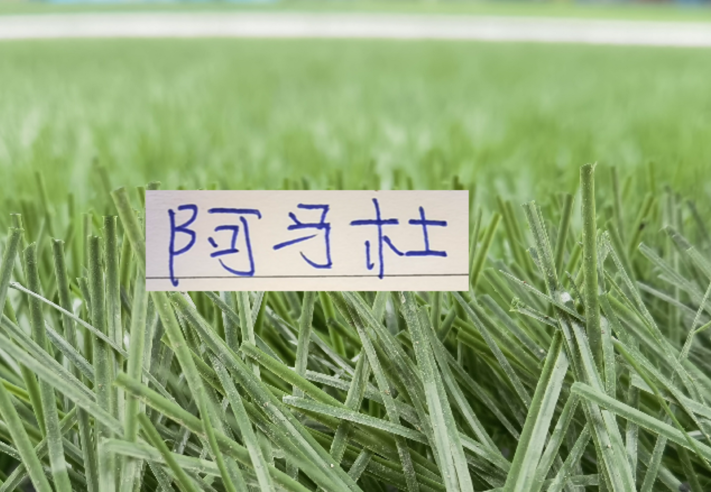 开云官方网站-想不到！连阿马杜离开申花 都引起争议 期待他在重庆穿10号表现吗